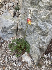 Aquilegia pubescens