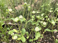Gomphrena nitida