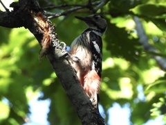 Dendrocopos leucotos