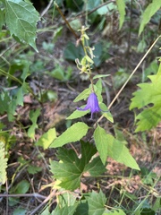 Campanula rapunculoides