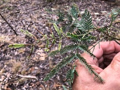 Acacia glaucocarpa