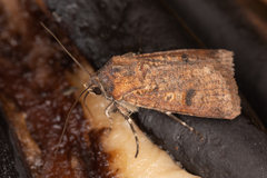 Agrotis