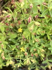 Hypericum mutilum