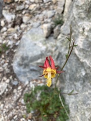 Aquilegia pubescens