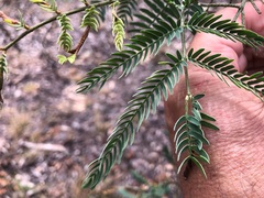 Acacia glaucocarpa