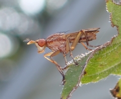 Tetanocera