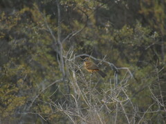 Cyanoloxia brissonii