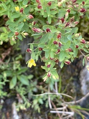 Hypericum mutilum