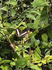 Adelpha