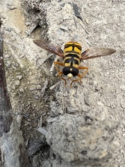 Milesia virginiensis