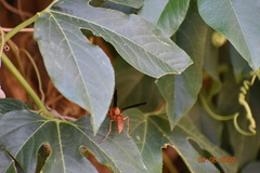 Polistes rubiginosus