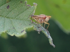 Tetanocera