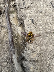 Milesia virginiensis