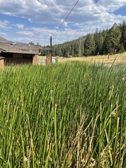 Schoenoplectus acutus