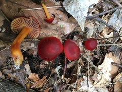 Hygrocybe punicea