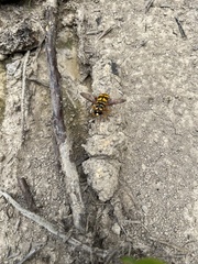 Milesia virginiensis