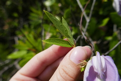 Centrosema virginianum