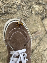 Milesia virginiensis