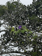 Ipomoea villifera