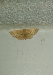 Scopula minorata
