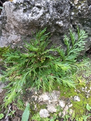 Selaginella pallescens