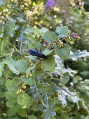 Sphex pensylvanicus