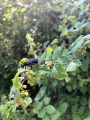 Sphex pensylvanicus