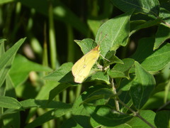 Colias