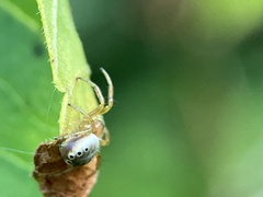 Araniella