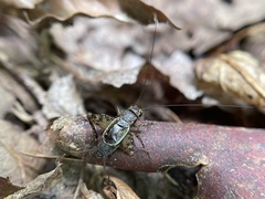 Allonemobius fasciatus