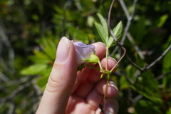 Centrosema virginianum