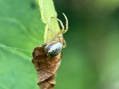 Araniella