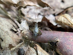 Allonemobius fasciatus