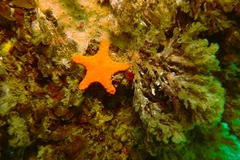 Pentagonaster duebeni