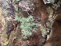 Sphaerophorus tuckermanii