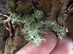 Sphaerophorus tuckermanii