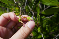 Centrosema virginianum