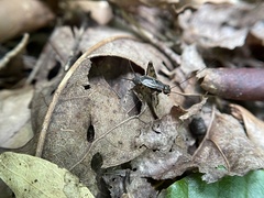 Allonemobius fasciatus