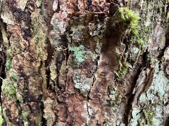 Sphaerophorus tuckermanii