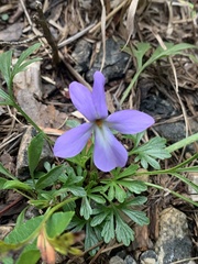 Viola pedata