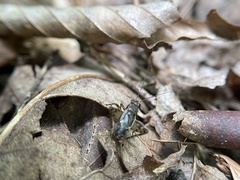 Allonemobius fasciatus