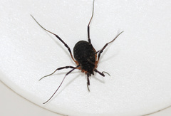 Eumesosoma