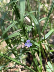 Veronica scutellata