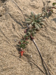 Camissoniopsis cheiranthifolia