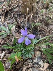 Viola pedata