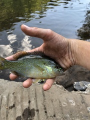 Lepomis auritus