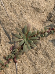 Camissoniopsis cheiranthifolia