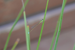 Ischnura asiatica