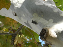 Neotibicen pruinosus