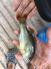 Lepomis auritus